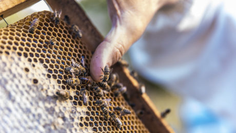 Agro Cooperação: Live destaca ganhos na relação entre agricultura e apicultura