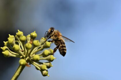 Curso gratuito sobre boas práticas entre apicultura e agricultura já conta com sete módulos