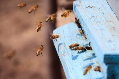 Closeup of honeybees flying on a blue painted wooden surface under the sunlight at daytime