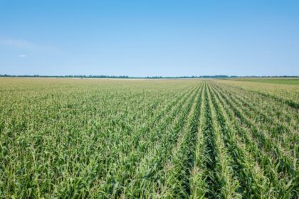 campo-de-milho-verde-campo-de-milho